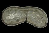 Fossil Capelin Fish (Mallotus) Nodule - Canada #136149-1
